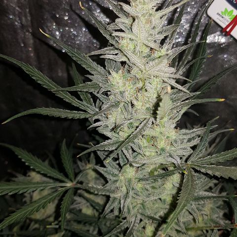 Moby D #1 growlog timeline photo