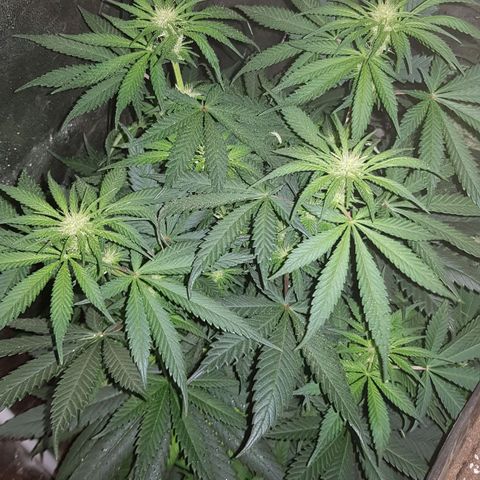Lebron Haze growlog timeline photo