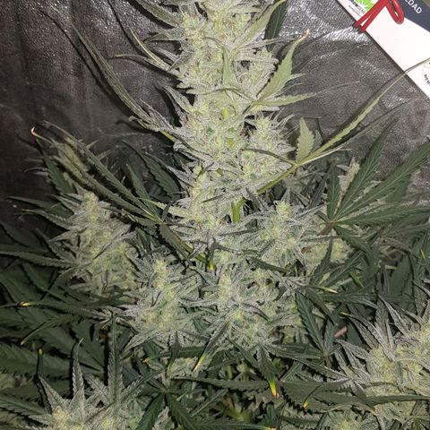 Moby D #1 growlog timeline photo