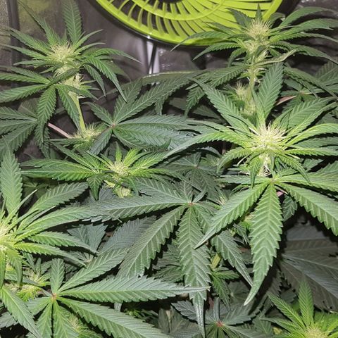 Lebron Haze growlog timeline photo