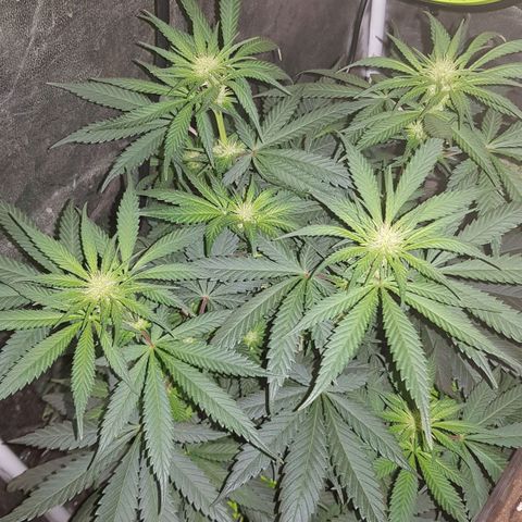 Lebron Haze growlog timeline photo
