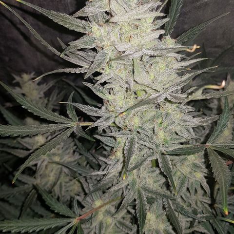 Moby D #1 growlog timeline photo