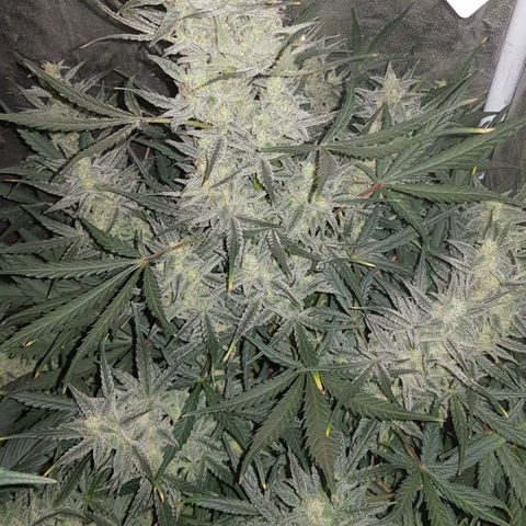 Moby D #1 growlog timeline photo