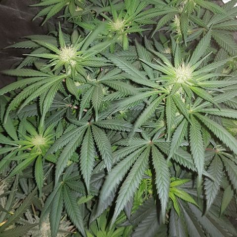 Lebron Haze growlog timeline photo