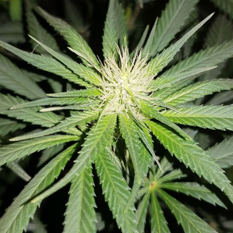 Lebron Haze growlog timeline photo