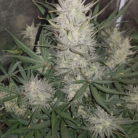Moby D #1 growlog timeline photo