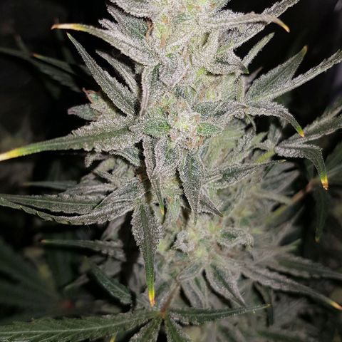 Moby D #1 growlog timeline photo