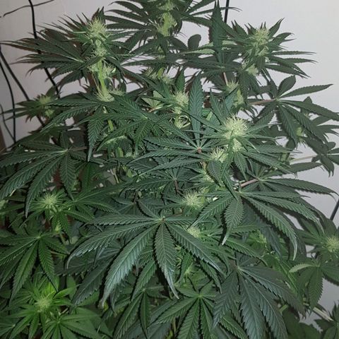 Lebron Haze growlog timeline photo