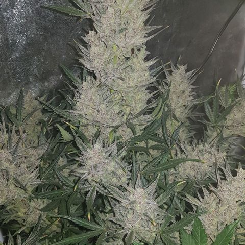 Moby D #1 growlog timeline photo