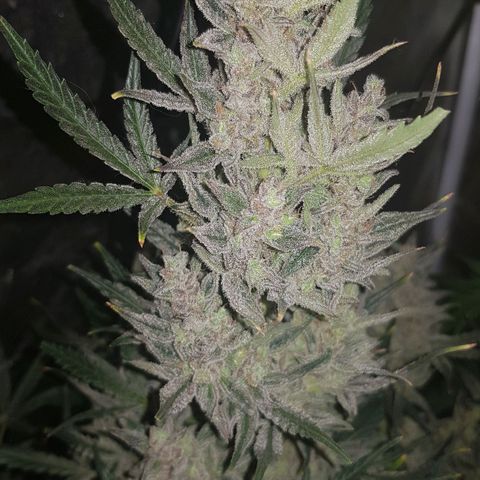 Moby D #1 growlog timeline photo
