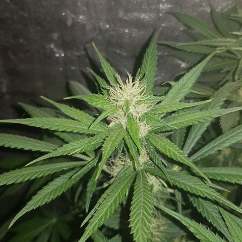 Lebron Haze growlog timeline photo