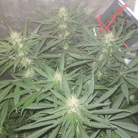 Lebron Haze growlog timeline photo