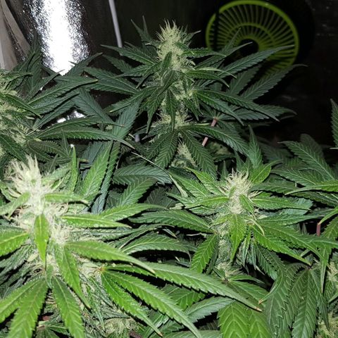 Lebron Haze growlog timeline photo