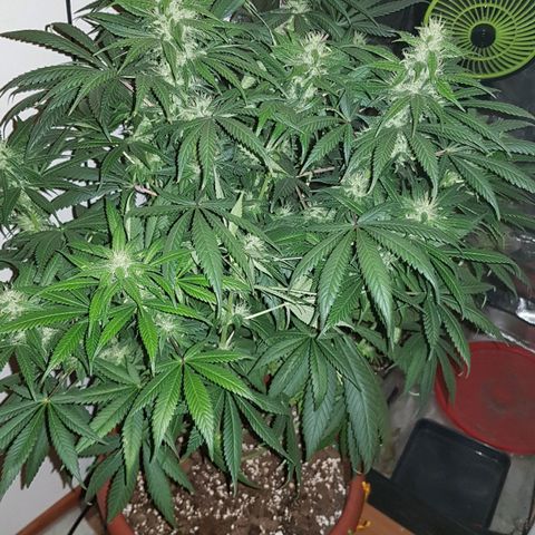 Lebron Haze growlog timeline photo