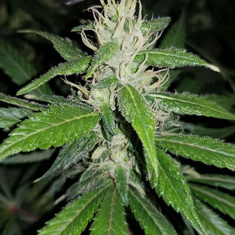 Lebron Haze growlog timeline photo