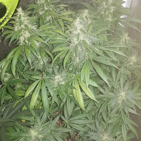 Lebron Haze growlog timeline photo