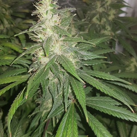 Lebron Haze growlog timeline photo