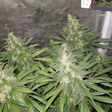 Lebron Haze growlog timeline photo