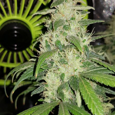 Lebron Haze growlog timeline photo