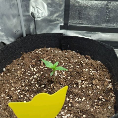 Banana Purple Punch Auto growlog timeline photo