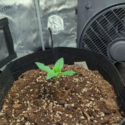 Banana Purple Punch Auto growlog timeline photo