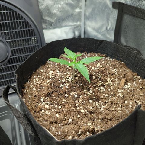 Gorilla Punch Auto growlog timeline photo