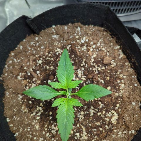 Banana Purple Punch Auto growlog timeline photo