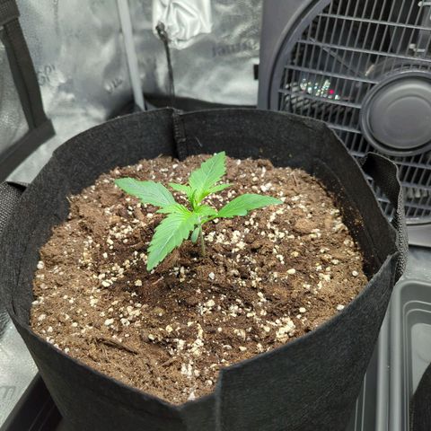 Banana Purple Punch Auto growlog timeline photo