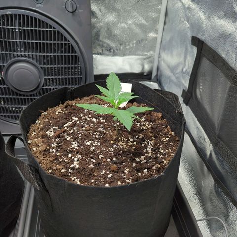 Gorilla Punch Auto growlog timeline photo
