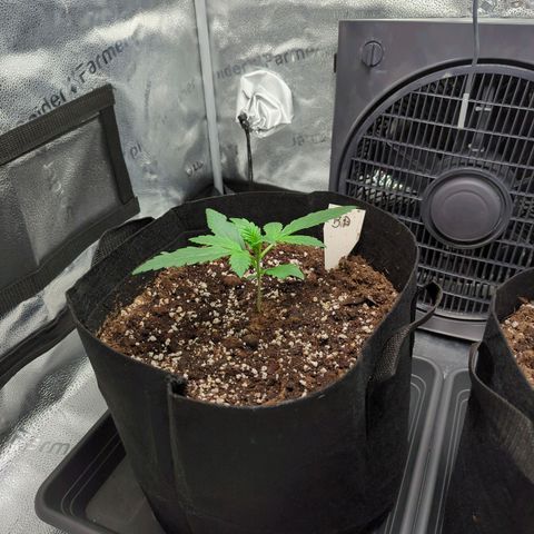 Banana Purple Punch Auto growlog timeline photo