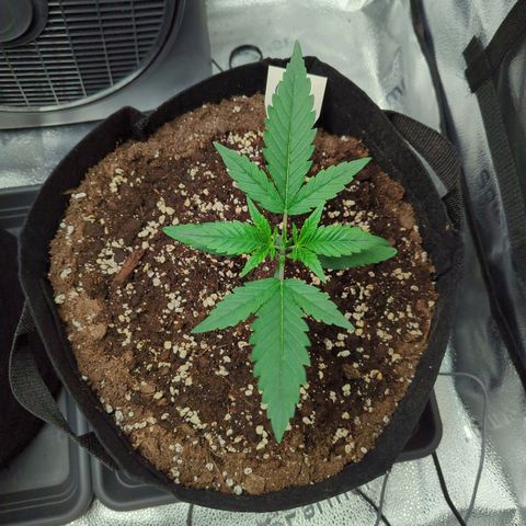 Gorilla Punch Auto growlog timeline photo