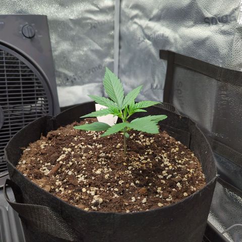 Gorilla Punch Auto growlog timeline photo