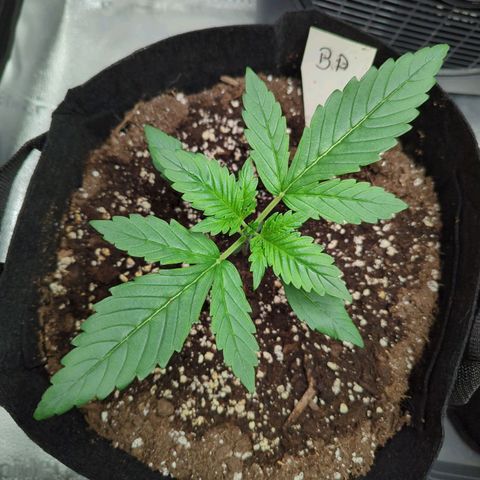 Banana Purple Punch Auto growlog timeline photo