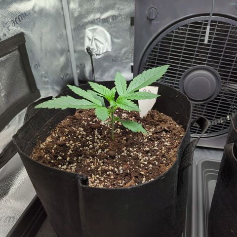 Banana Purple Punch Auto growlog timeline photo