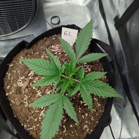 Gorilla Punch Auto growlog timeline photo