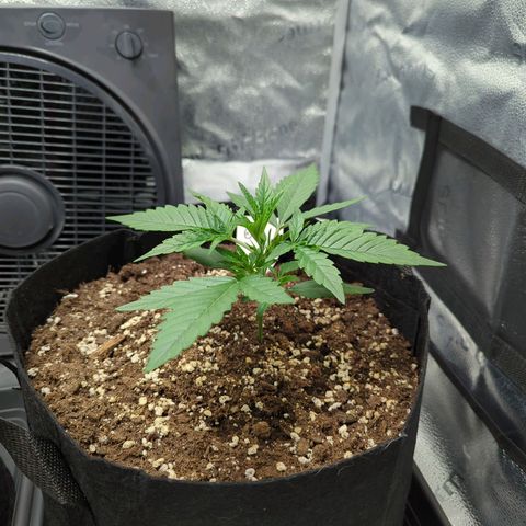 Gorilla Punch Auto growlog timeline photo