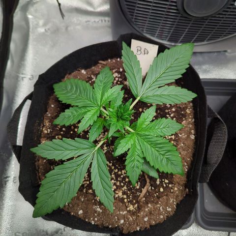 Banana Purple Punch Auto growlog timeline photo
