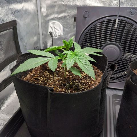 Banana Purple Punch Auto growlog timeline photo