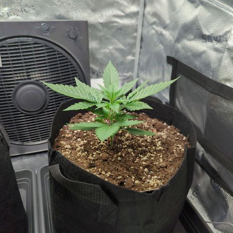 Gorilla Punch Auto growlog timeline photo