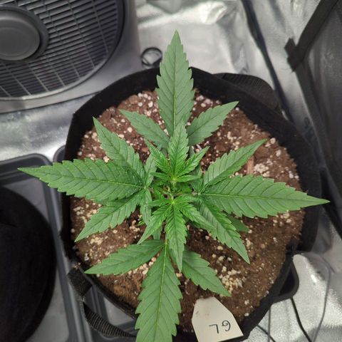 Gorilla Punch Auto growlog timeline photo