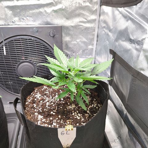 Gorilla Punch Auto growlog timeline photo