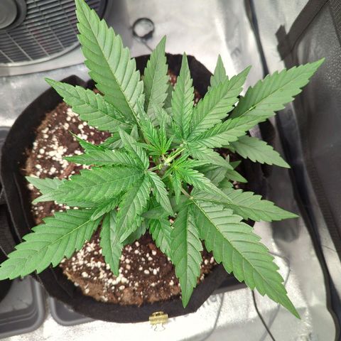 Gorilla Punch Auto growlog timeline photo