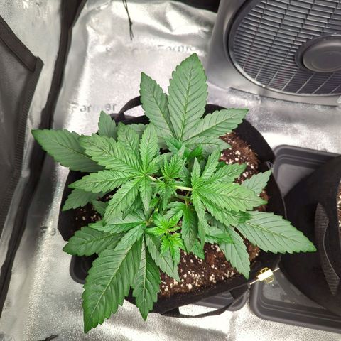 Banana Purple Punch Auto growlog timeline photo