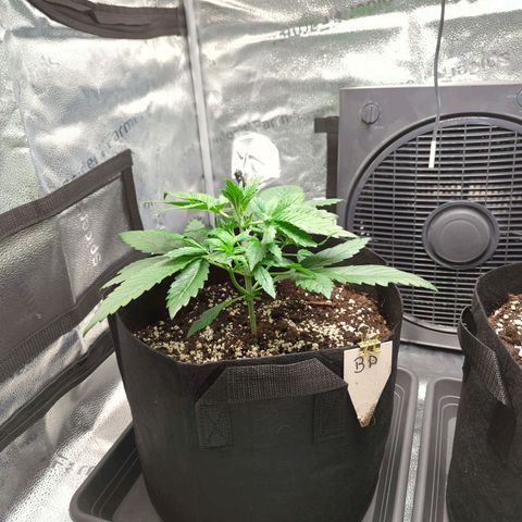 Banana Purple Punch Auto growlog timeline photo
