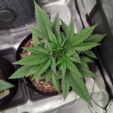 Gorilla Punch Auto growlog timeline photo