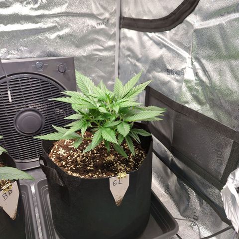Gorilla Punch Auto growlog timeline photo