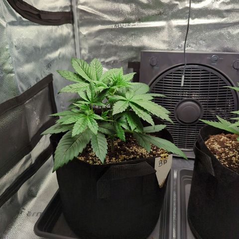 Banana Purple Punch Auto growlog timeline photo