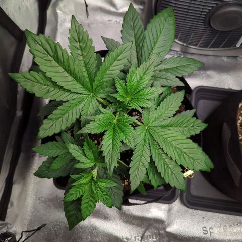 Banana Purple Punch Auto growlog timeline photo