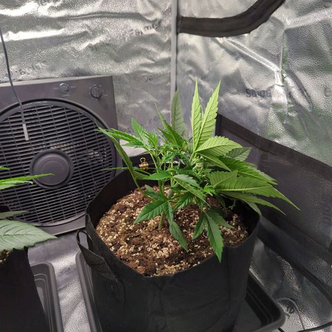 Gorilla Punch Auto growlog timeline photo