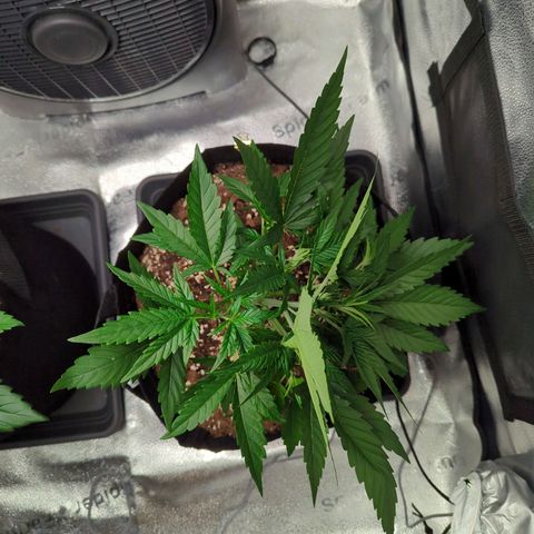 Gorilla Punch Auto growlog timeline photo